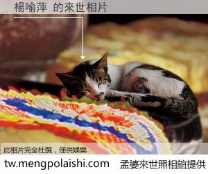 楊喻萍 來世的未來相片