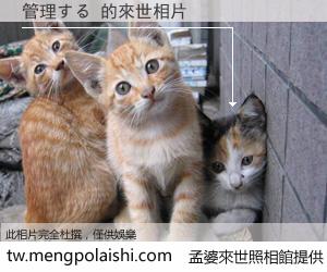 管理する 來世的未來相片