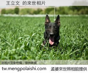 王立文 來世的未來相片