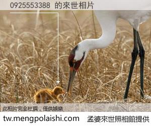 0925553388 來世的未來相片