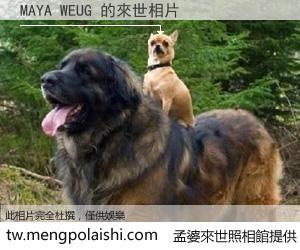 MAYA WEUG 來世的未來相片