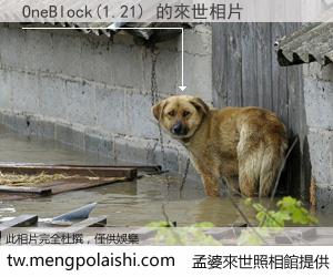 OneBlock(1.21) 來世的未來相片