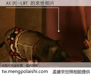 AX(R)-LWT 來世的未來相片