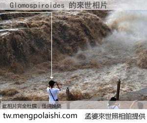 Glomospiroides 來世的未來相片