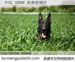 PIEL VERDE 來世的未來相片