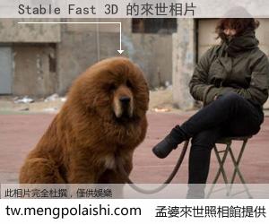 Stable Fast 3D 來世的未來相片