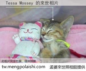 Tessa Mossey 來世的未來相片