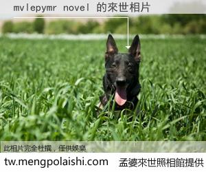 mvlepymr novel 來世的未來相片