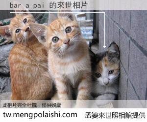 bar a pai 來世的未來相片