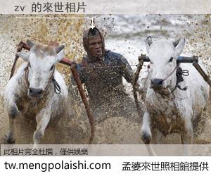 zv 來世的未來相片