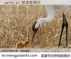 ppltv.pl 來世的未來相片