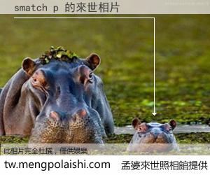 smatch p 來世的未來相片
