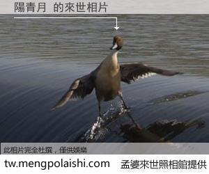 陽青月 來世的未來相片