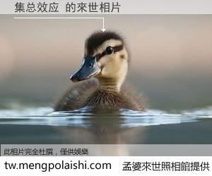集总效应 來世的未來相片