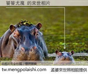 饕餮尤魔 來世的未來相片