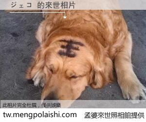 ジェコ 來世的未來相片