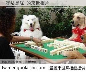 咪咕是屁 來世的未來相片