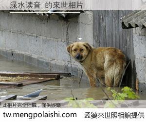 渌水读音 來世的未來相片