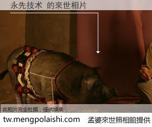 永先技术 來世的未來相片