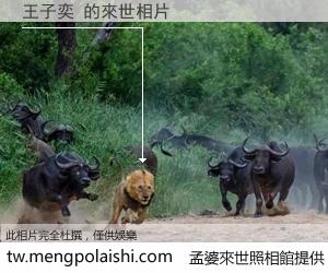 王子奕 來世的未來相片