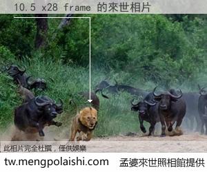 10.5 x28 frame 來世的未來相片