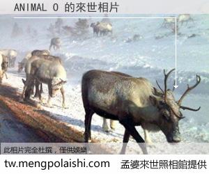 ANIMAL O 來世的未來相片