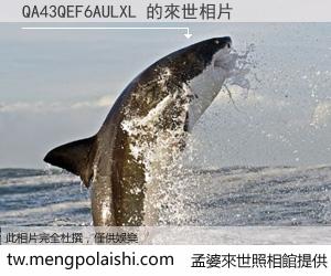 QA43QEF6AULXL 來世的未來相片