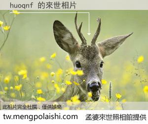 huoqnf 來世的未來相片