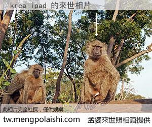 krea ipad 來世的未來相片