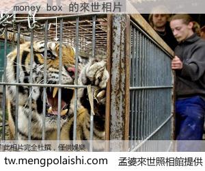 money box 來世的未來相片