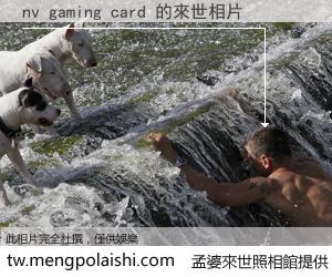 nv gaming card 來世的未來相片