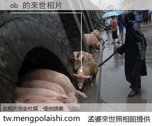 ob 來世的未來相片