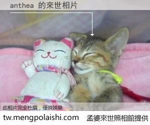 anthea 來世的未來相片