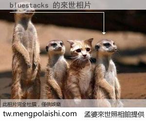 bluestacks 來世的未來相片