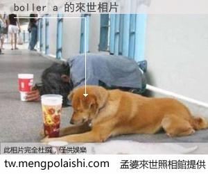 boller a 來世的未來相片