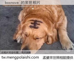 boxnove 來世的未來相片