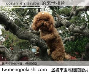 coran en arabe 來世的未來相片