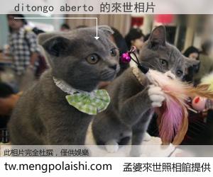 ditongo aberto 來世的未來相片