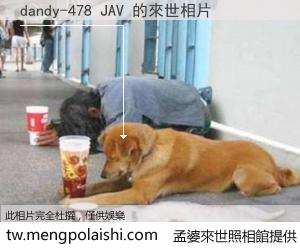 dandy-478 JAV 來世的未來相片