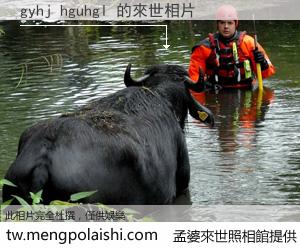 gyhj hguhgl 來世的未來相片