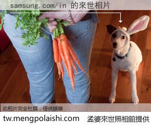 samsung.com/in 來世的未來相片