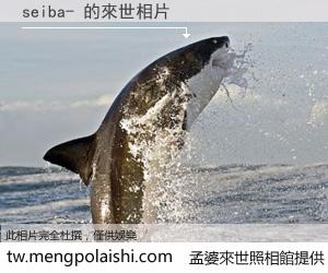 seiba- 來世的未來相片