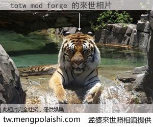 totw mod forge 來世的未來相片
