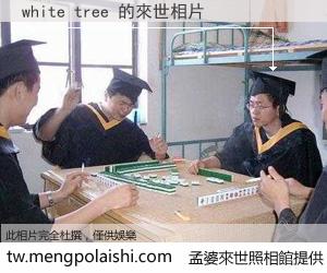 white tree 來世的未來相片