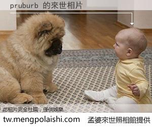 pruburb 來世的未來相片