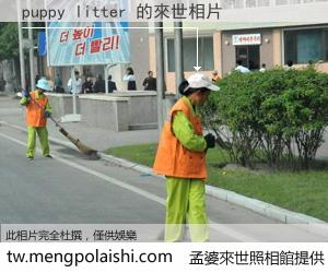 puppy litter 來世的未來相片
