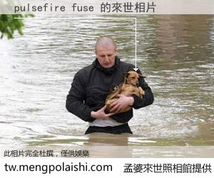 pulsefire fuse 來世的未來相片