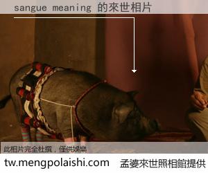 sangue meaning 來世的未來相片