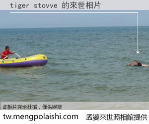 tiger stovve 來世的未來相片