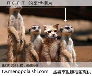 ПСРТ 來世的未來相片